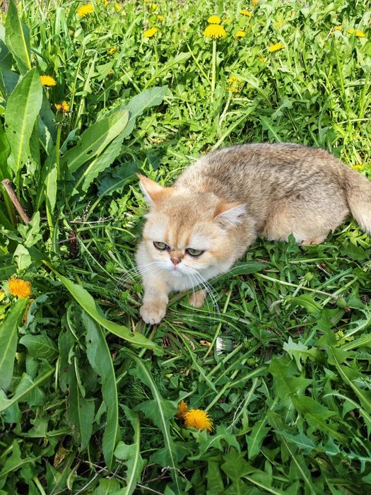Кошечка золотая шиншилла