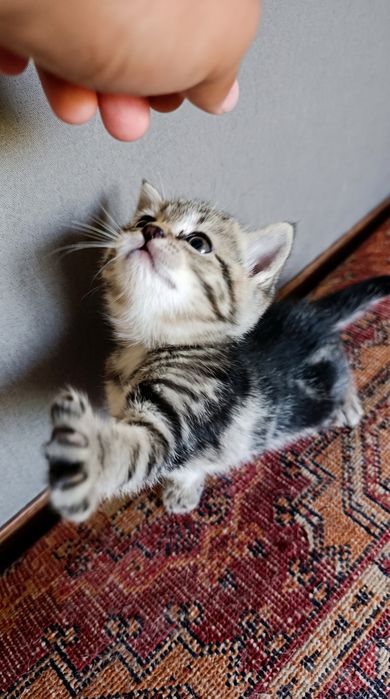 Scottish Straight classic tabby (SOTILADI)