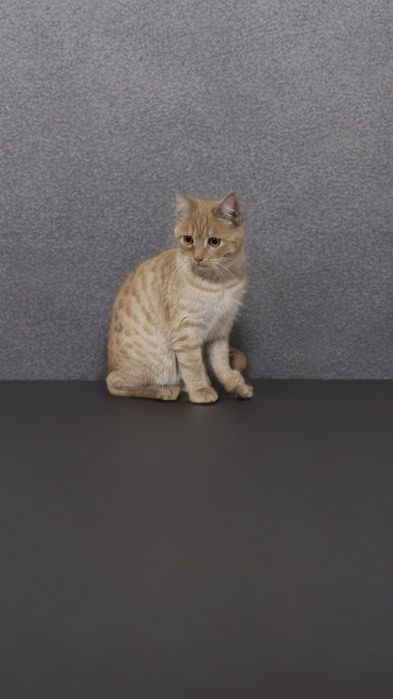 Ищем дом для котят!