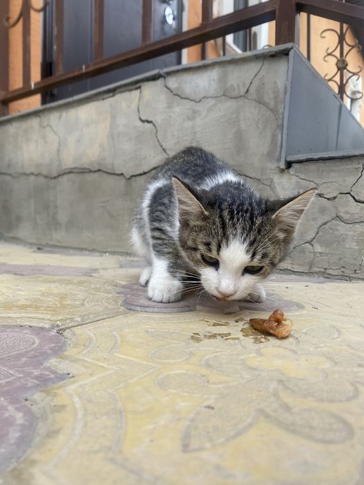 Котенок мальчик дворняшка