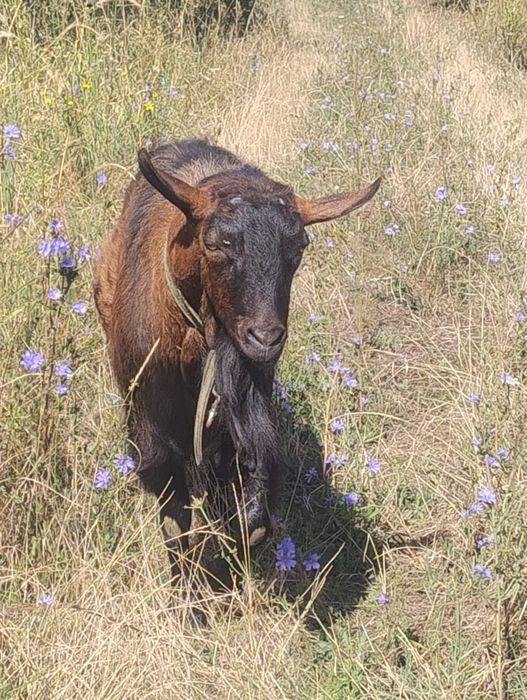Vând țapi alpini cu anglonubian