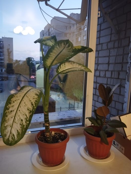 Комнатные цветы разные