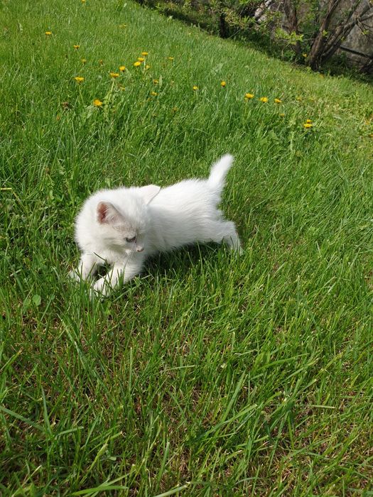 Отдам котят в хорошие добрые руки