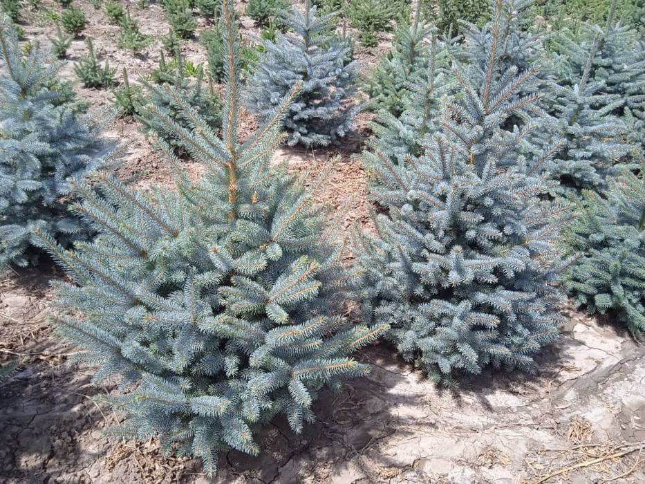 Голубая ель кўчалари оптим нархларда сотилади