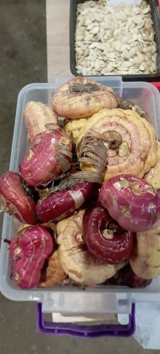 Саженцы ёлка.плодавые яблоки груш итд