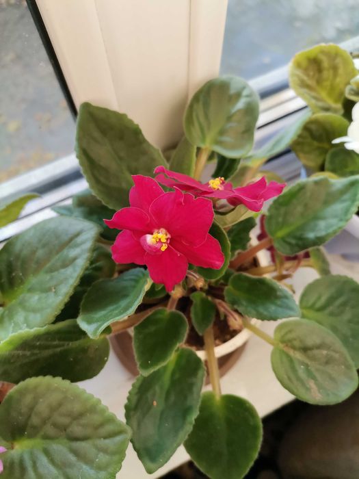 Продам цветущие фиалки и  
 герань.