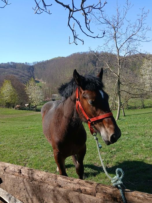 Vând mânz, detalii în privat