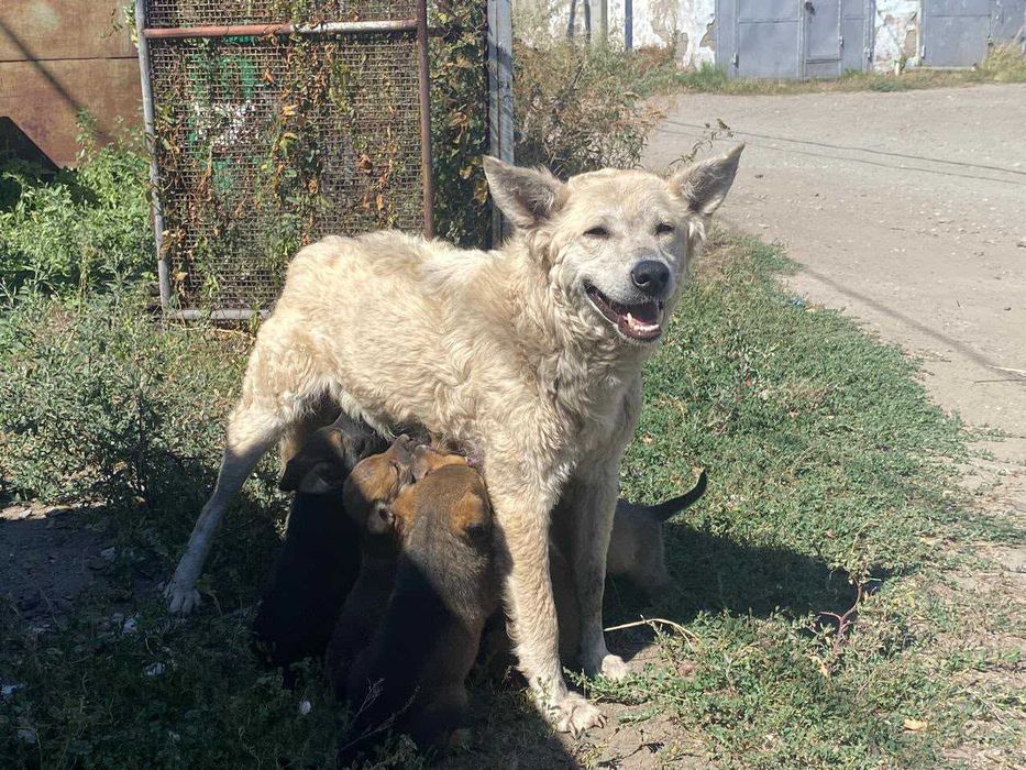 Ищем дом и ответственных хозяев