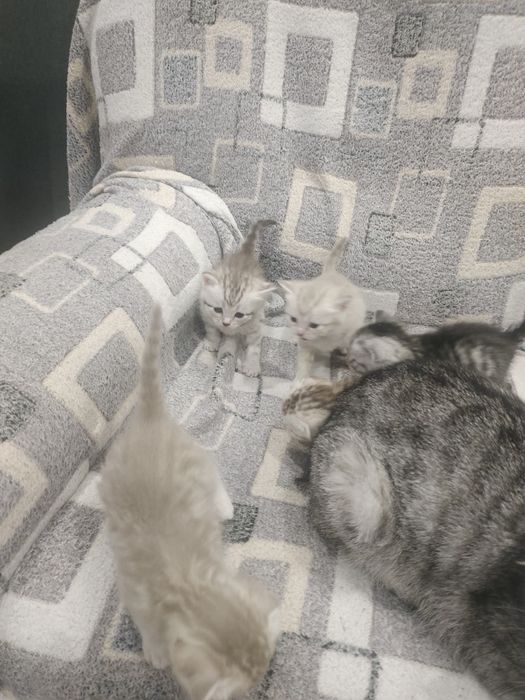 Котята шотландские вислоухие