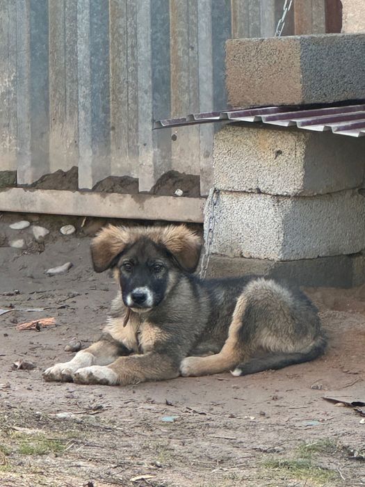 Кушык сатылады срочно