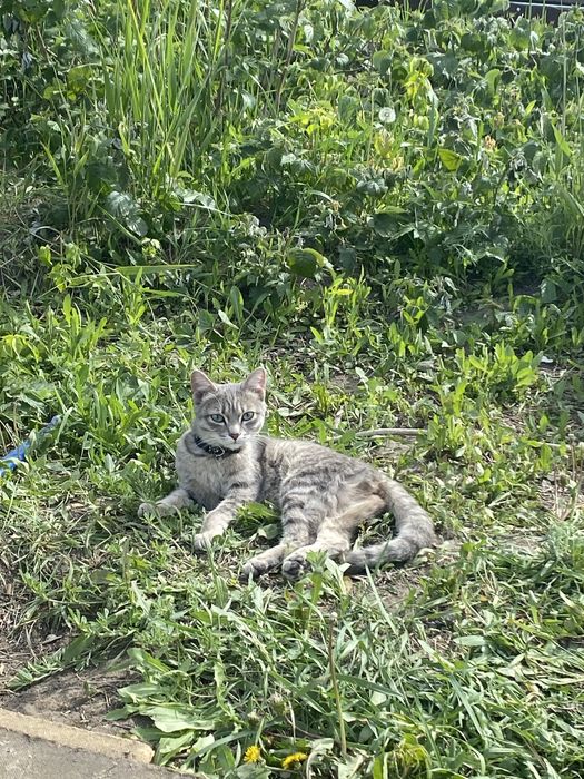Котенок отдам в добрые руки