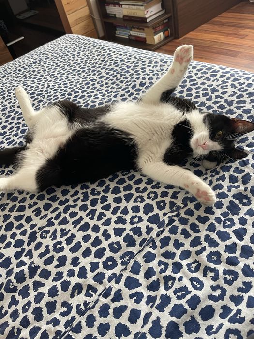Adoptie pisica/motan 2 ani