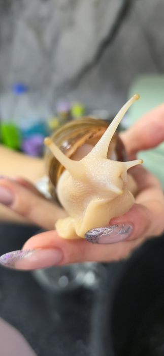 Отдам улиток Ахатины