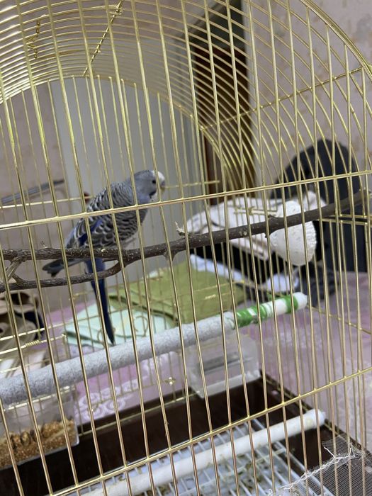 Попугай волнистый мальчик