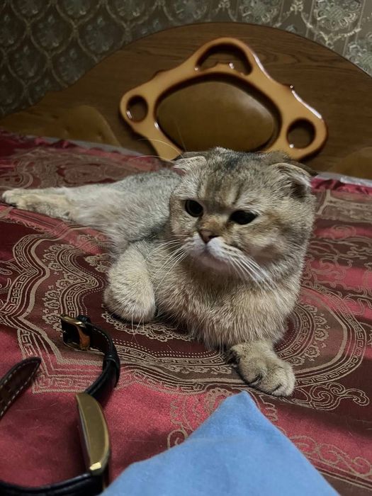 Породистый котик на вязку