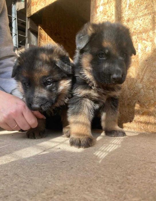 Продам щенков немецкой овчарки