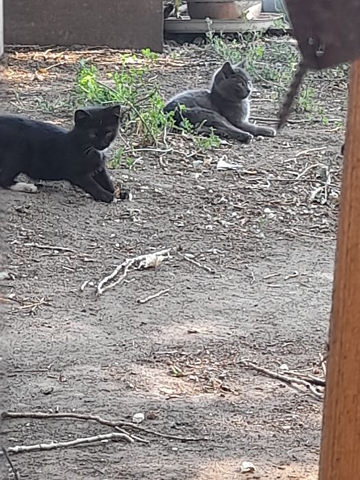 Отдам красивые котят