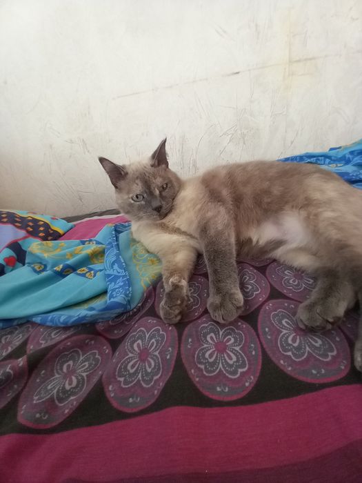 Кошка стерилизованная