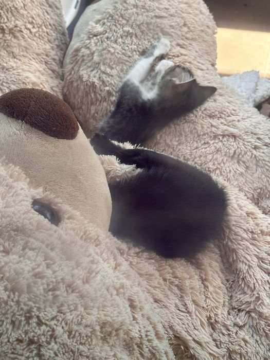 Подарявам малки котенца