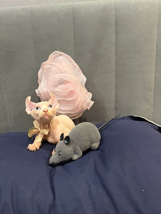 Шикарный сфинкс эльф