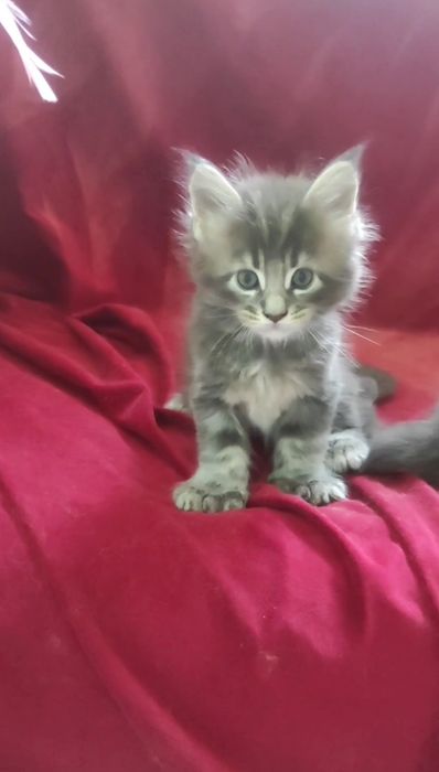 Котята мейн кун полидакт