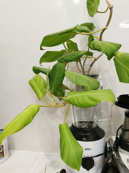 Филодендрон Philodendron Lemon Lime