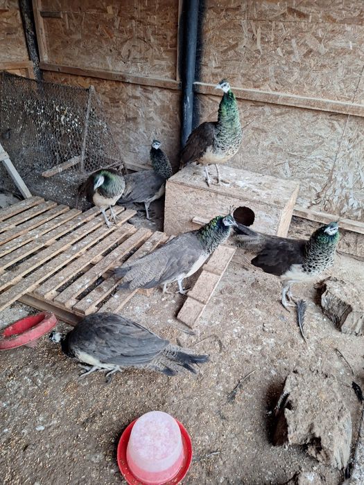 Vand  paunite tineret