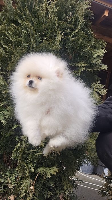 Мини Померан момче на 3 месеца