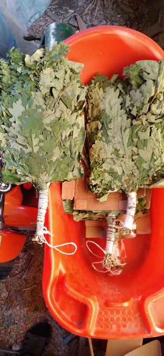 Веники дубовые !