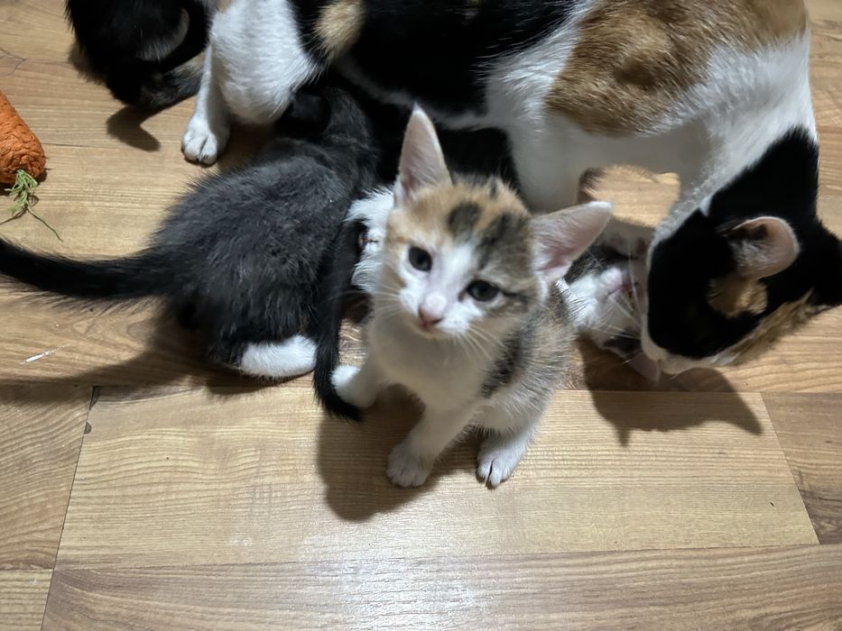 Отдам котят в хорошие руки