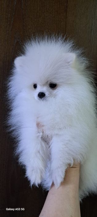 Продаём шпица мальчик.