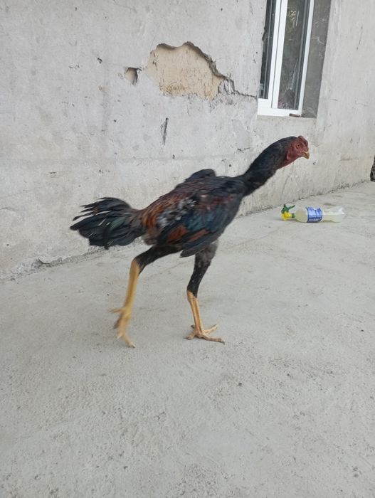dakan sotiladi zor