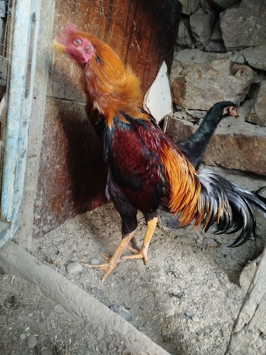 Саман хуроз сотилади.