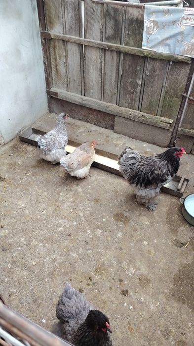 Ouă de brahma albastru și ouă de cochinchina pitic