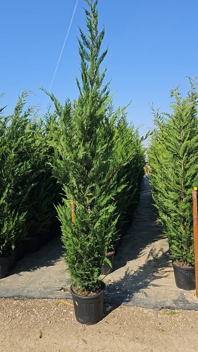 Leylandi- Palmieri - Magnoli grandiflora- Liliac