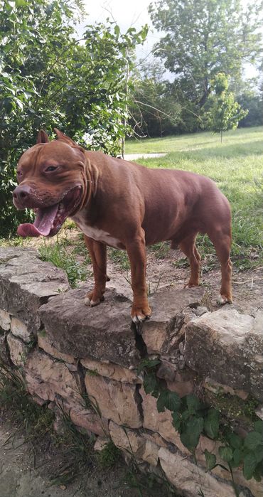Американски питбул териер ,,Ред ноус''(American pitbull terrier Red nose)