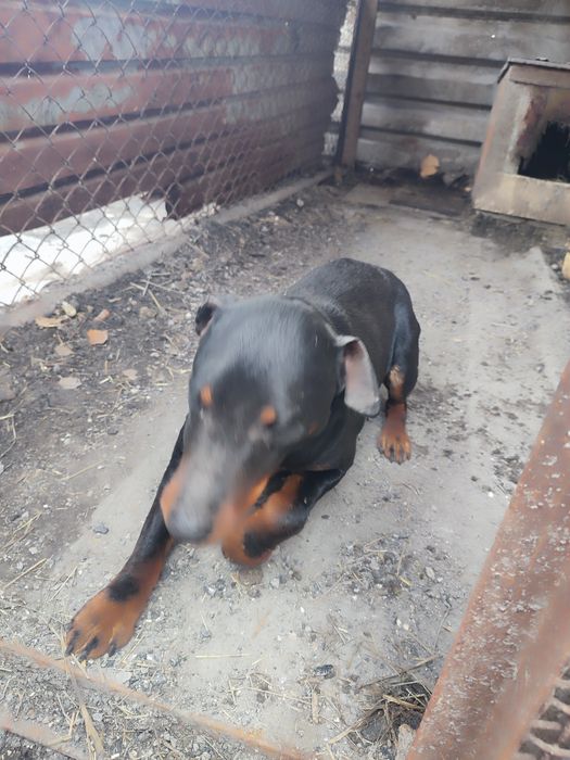 Продам кобеля ягдтерьера