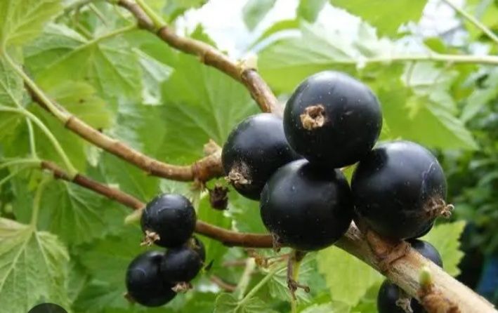 Продам смородину сорт принц