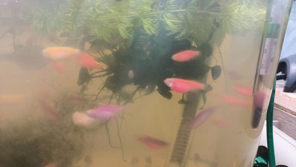 Продам аквариумных рыбок