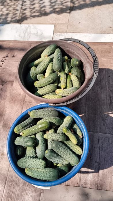 Продам огурцы домашние