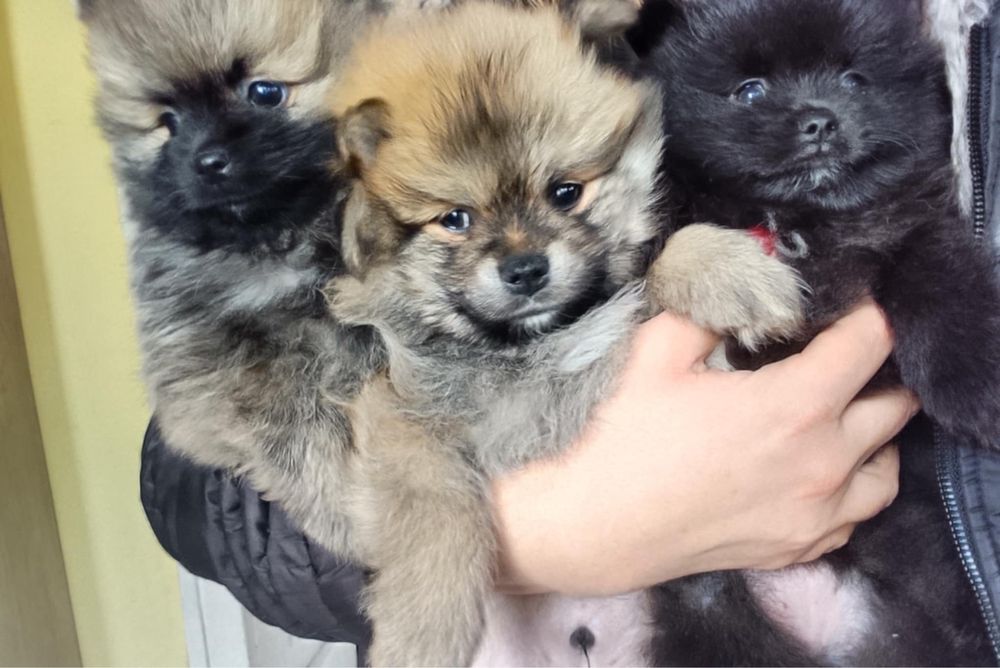 Померан продавам 4 бр 2 мъжки и 2 женски