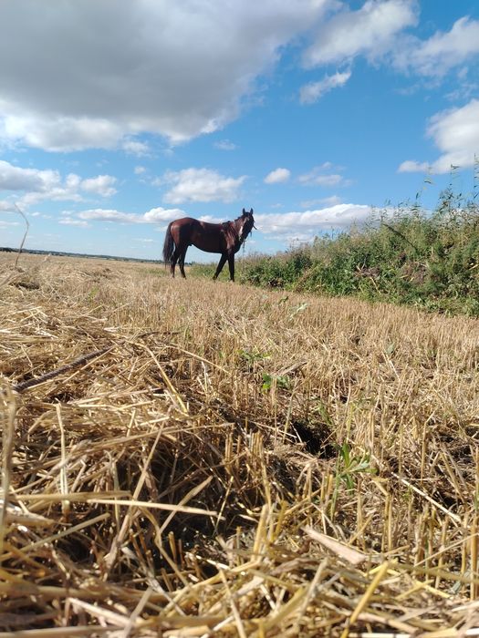 Продам жеребца полукровка