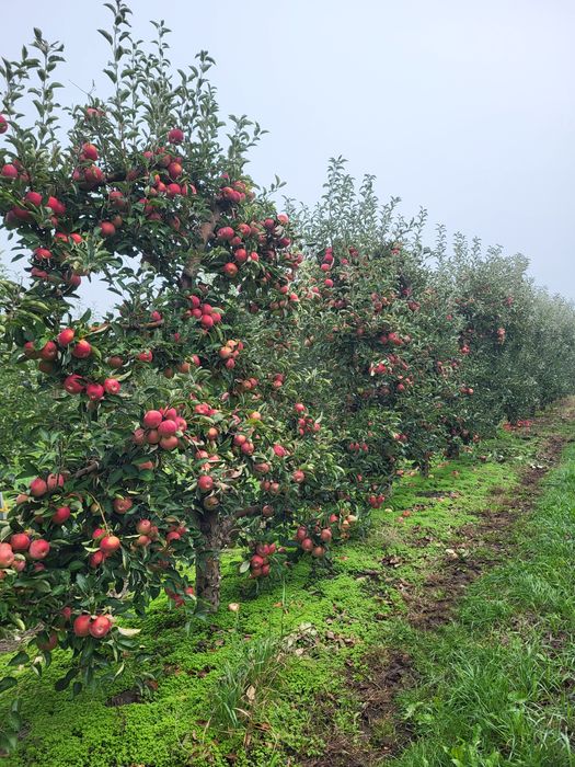 Vand mere Falticeni pentru consum