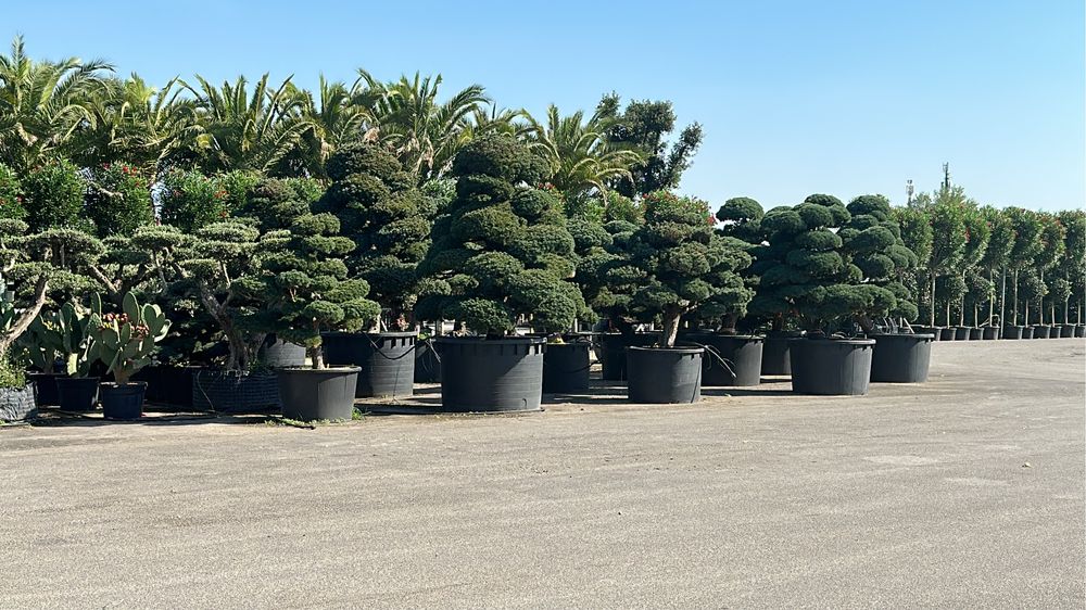 Tuia brazi bosai palmieri maslini cedru ilex spirale pohtinia taxus