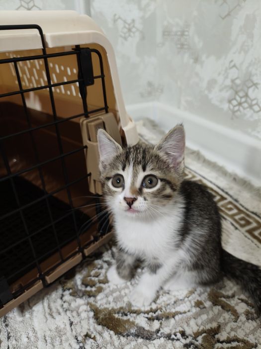 Mushuk 2oylik latok biladi qiz mushuk