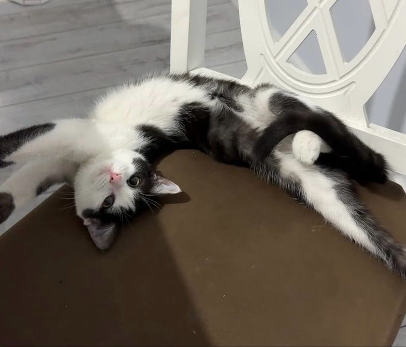 Отдам котенка в добрые руки (мальчик)