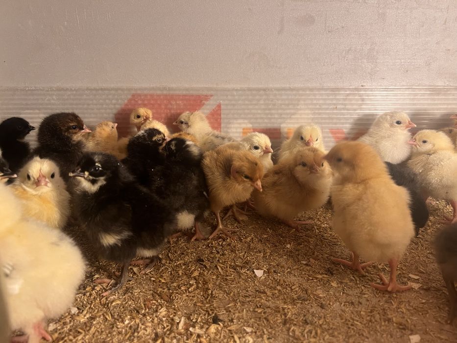 Цыплята домашних курей