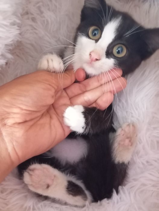 Котёнок черно-белый котенок