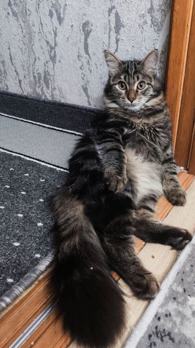 Приглашаем кошки на вязку