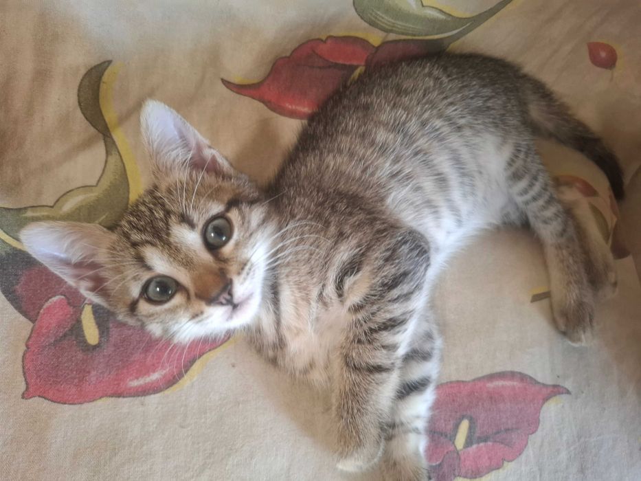 Pisoiasi pt adoptie